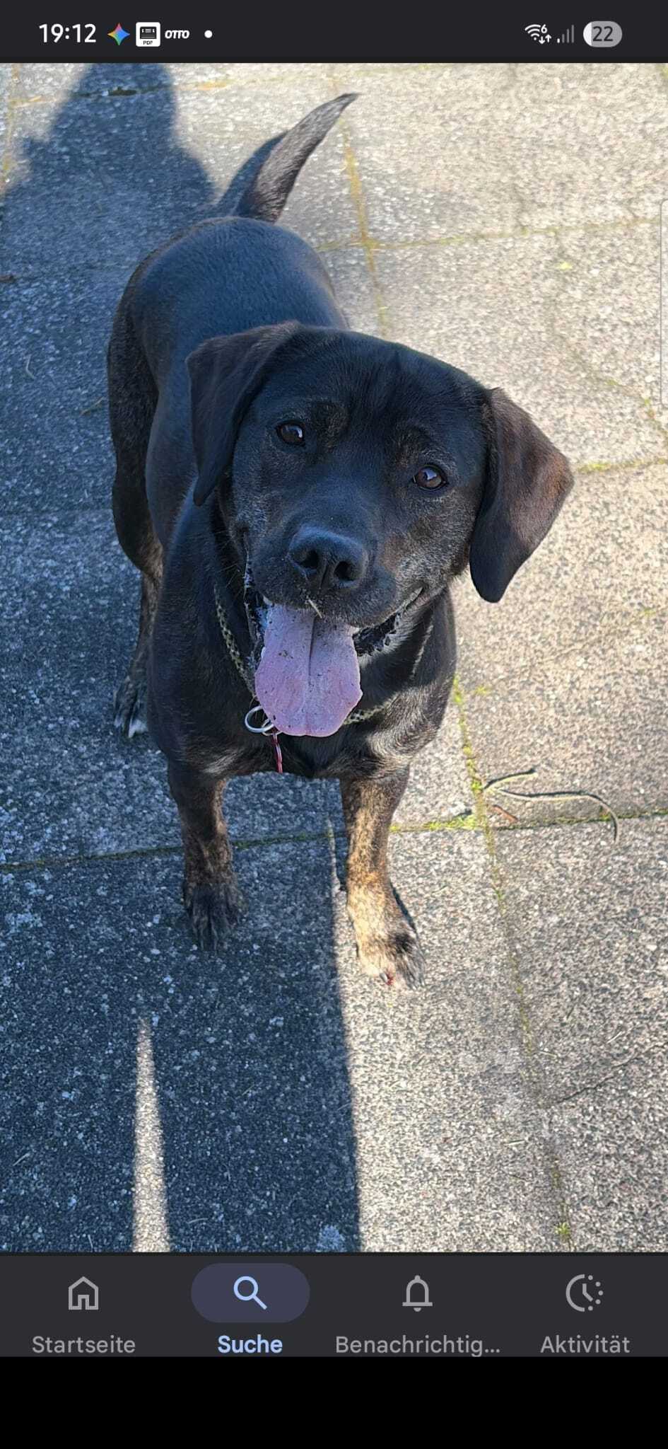hund