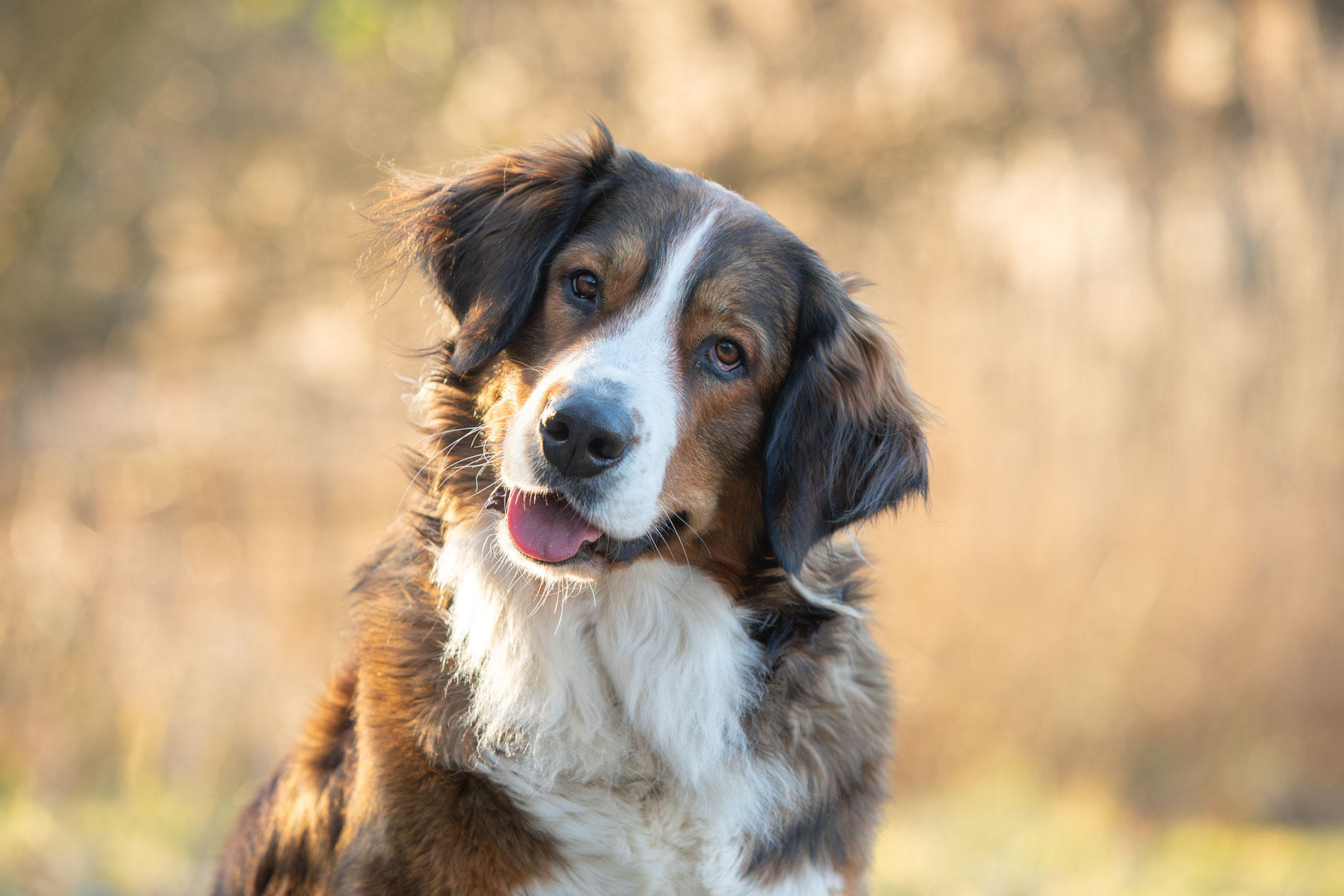 Hund-im-Einklang-5 Hund-im-Einklang-5